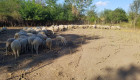 Продавам овце, с. Змеево Добрич - Снимка 2