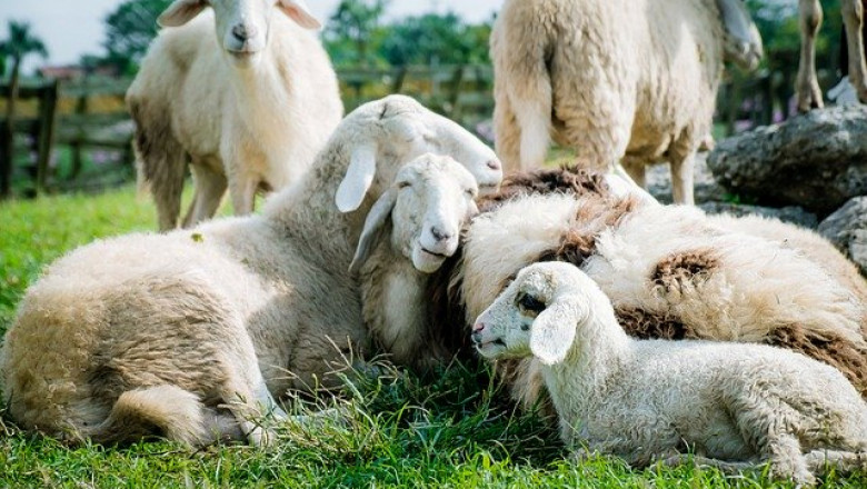 Овчарите понякога сами съсипват пазара