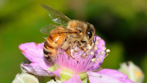 Грижи за пчелите през септември