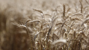 Цените на зърнените култури: Рязко покачване при пшеницата