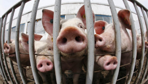 Кипър подпомага своите свиневъди с 500 000 евро 