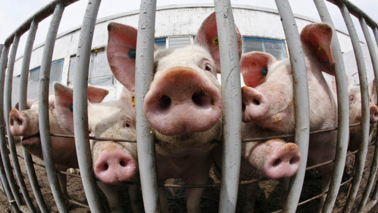 Кипър подпомага своите свиневъди с 500 000 евро 