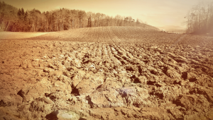 Сеитбата на рапица се бави - липсва влага в почвата - Agri.bg