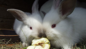 Хранене на зайците с плодове и зеленчуци