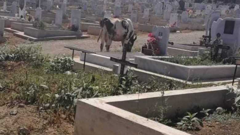 Крави окупираха гробищния парк във Велико Търново