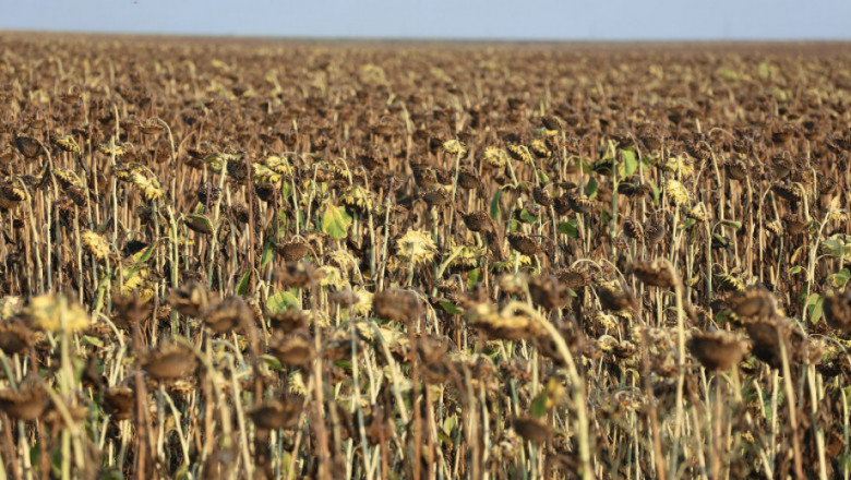 Борси: Задава се рекордна реколта от слънчоглед