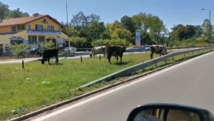 Безстопанствени крави и по улиците на Габрово - Agri.bg