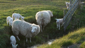 Най-скъпият овен в света бе продаден за 410 000 евро - Снимка 2