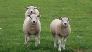 Най-скъпият овен в света бе продаден за 410 000 евро - Снимка 3