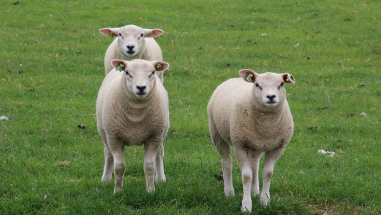 Най-скъпият овен в света бе продаден за 410 000 евро