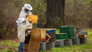 Мярката за техническа помощ е най-атрактивна за пчеларите - Agri.bg