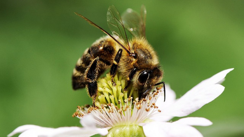 Екстракт от коноп защитава пчелите от пестициди