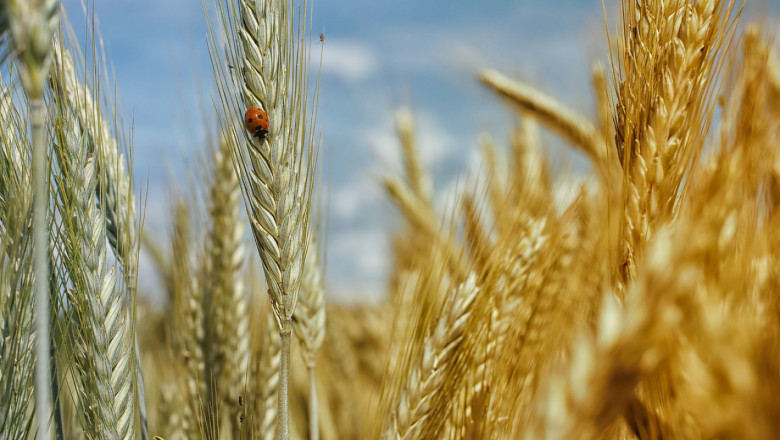 Жътвата на пшеница е на финала с почти 400 кг/дка
