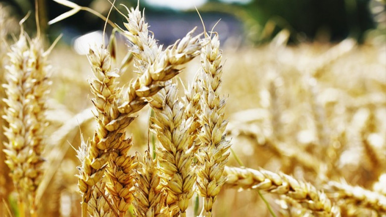 Въпреки богатата световна реколта цените на пшеницата растат