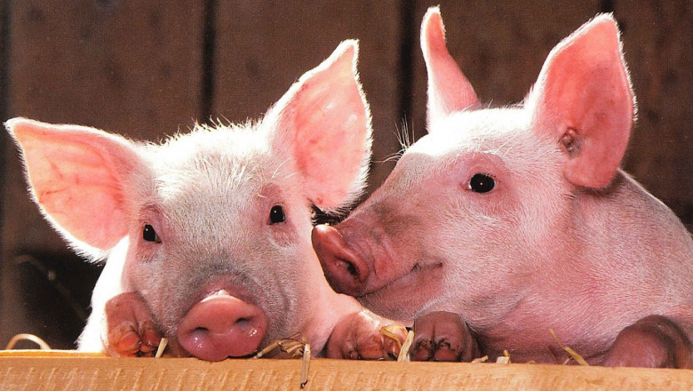 Свиневъди сами се отказват да регистрират личните си стопанства