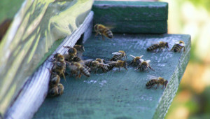 Зазимяване на пчелните семейства в зависимост от броя на пчелите и количеството на храната