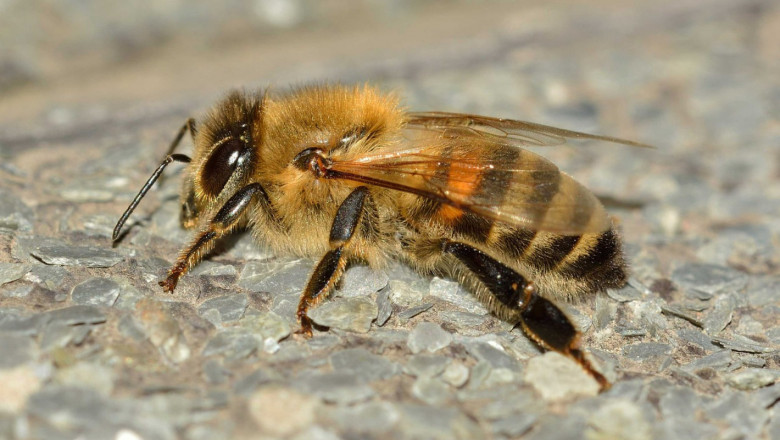 Зазимяване на пчелните семейства в дадан-блатов кошер и в лежак