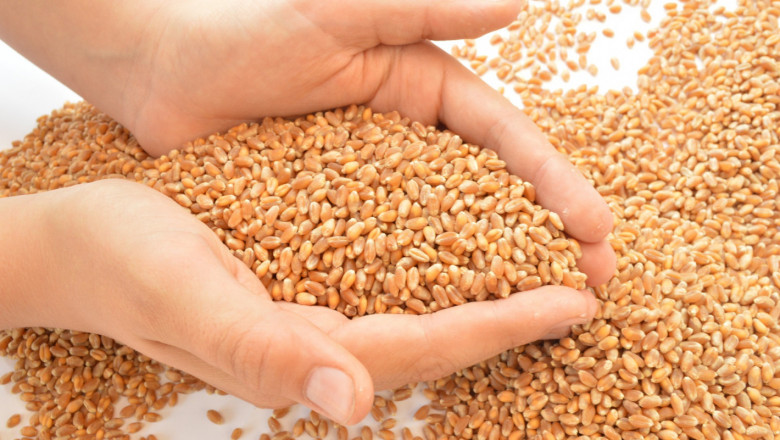 Пшеница по борсите: Прогнозите тръгват надолу, а цените – нагоре