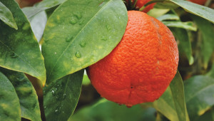 Портокал - Citrus sinensis