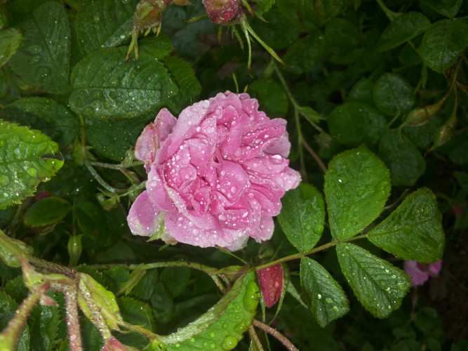 Посадъчен материал от маслодайна роза, лавандула, мента - Снимка 1