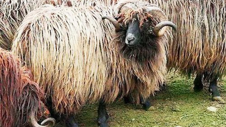 Каракачанска овца