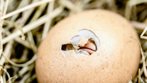 Отбор и преценка на яйцата за люпене