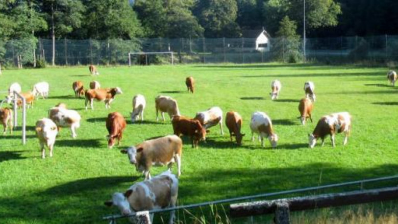 Крави не устояха на тревата на футболно игрище