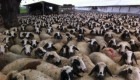 Продавам вакли маришки овце - Снимка 2