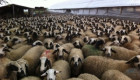 Продавам вакли маришки овце - Снимка 3
