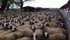 Продавам вакли маришки овце - Снимка 4