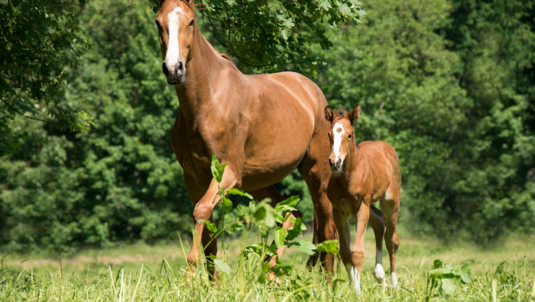Как влияе бременността върху физиологичното състояние на кобилата?