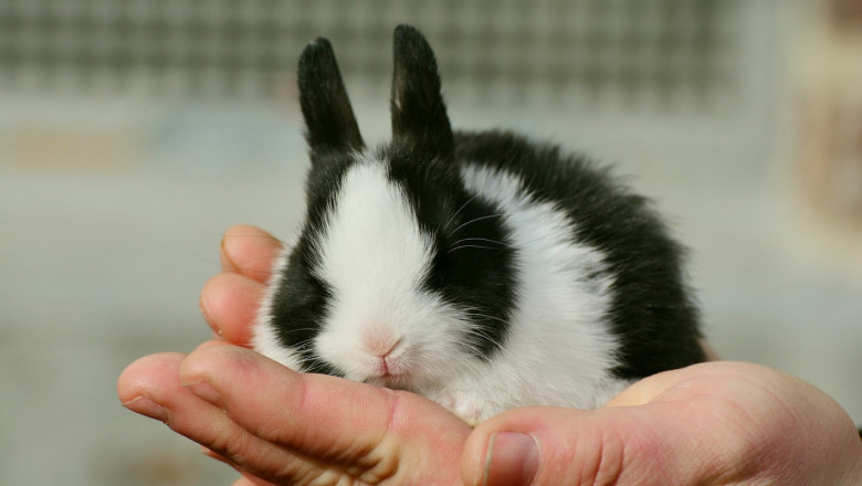 Манипулация със зайците - какво трябва да знаем?