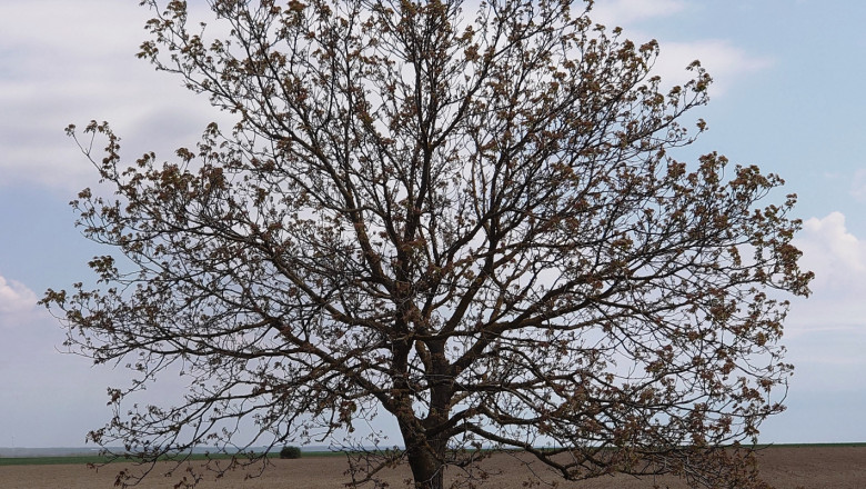 Опасност: Суша и вредители унищожават горските пояси в Добруджа