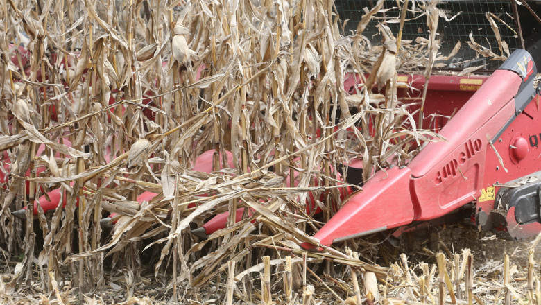 Силната суша в Югоизточна Европа тласка реколтата от царевица надолу 