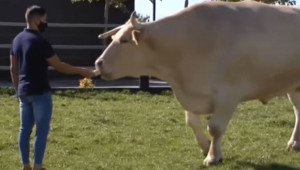 Най-големият бик яде 3 пъти повече от обикновено говедо - Снимка 1