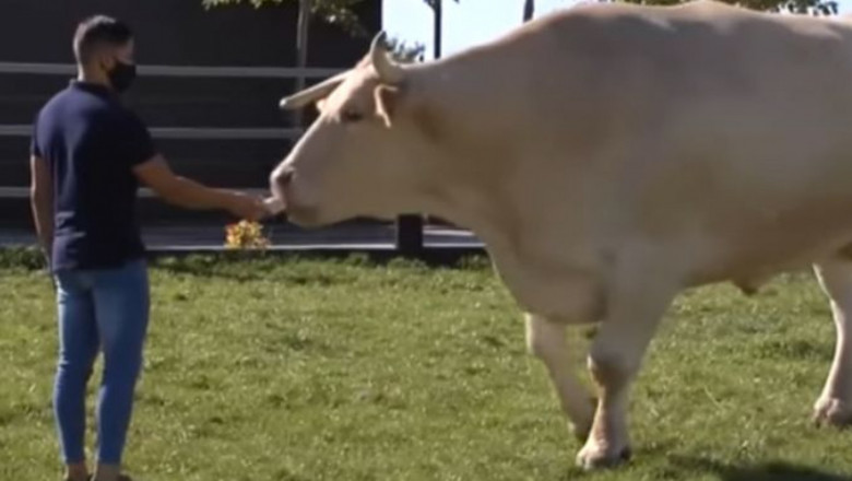 Най-големият бик яде 3 пъти повече от обикновено говедо