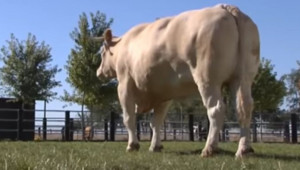 Най-големият бик яде 3 пъти повече от обикновено говедо - Снимка 2