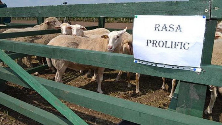 Новата румънска порода овце