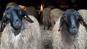 Българските породи: Плевенска черноглава овца