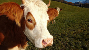 Симентал - порода говеда подходяща за пасищно отглеждане