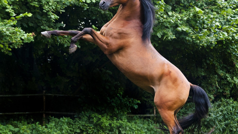 Плашенето – как да елиминиране на страховата невроза при конете?
