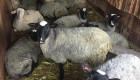 Продавам  чистокръвни романовски  овце - Снимка 1