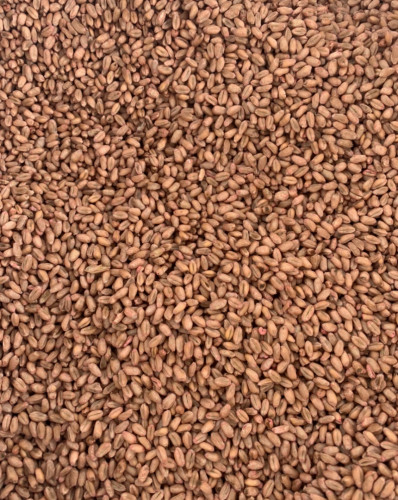 Продавам Обеззаразени Семена пшеница Софру С1 - Снимка 1