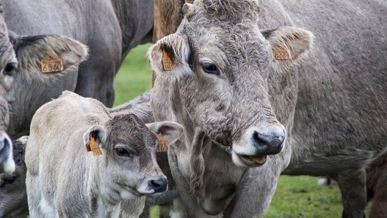 Необичайните случаи на бременни крави с тризнаци и четиризнаци