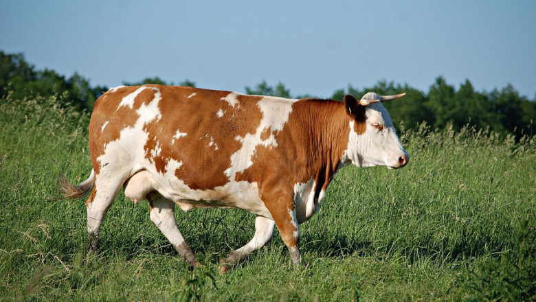 Какви са причините за абортите при кравите?
