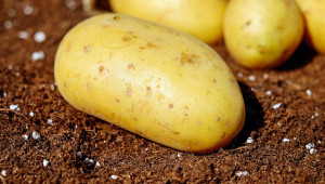 Пазарът на картофи - няма баланс между търсене и предлагане