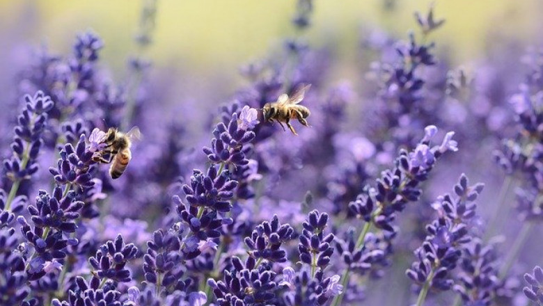 От 50 години румънските пчелари не са имали по-тежка година