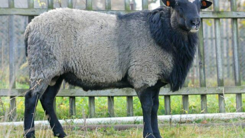 Романовска порода овце