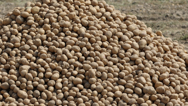 Белгийските картофопроизводители получават 10 млн. евро държавна помощ
