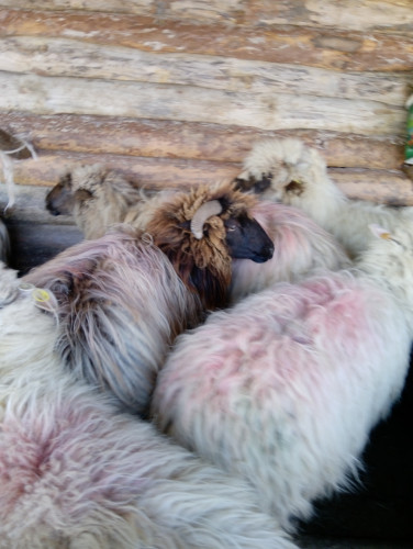 каракачански овце - Снимка 1